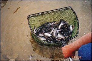 Click image for larger version

Name:	Catfish Stocking.jpg
Views:	1799
Size:	54.7 KB
ID:	5577