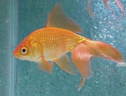 Name:  goldfish.jpg
Views: 580
Size:  8.4 KB