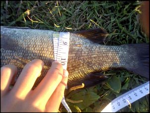 Click image for larger version

Name:	smallmouth girth.jpg
Views:	233
Size:	36.1 KB
ID:	5722