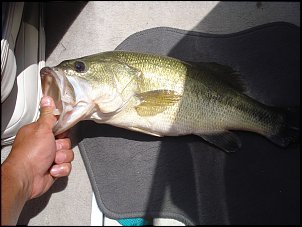 Click image for larger version

Name:	fishing 011.jpg
Views:	746
Size:	456.8 KB
ID:	2945