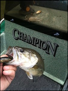 Click image for larger version

Name:	1stChampFish.JPG
Views:	501
Size:	166.5 KB
ID:	7848