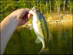 Click image for larger version

Name:	Lake-Ouachita-dink2.jpg
Views:	671
Size:	57.5 KB
ID:	8715