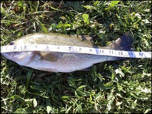 Click image for larger version

Name:	largemouth length.jpg
Views:	224
Size:	66.9 KB
ID:	5723