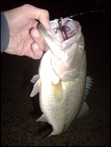 Click image for larger version

Name:	bob's bass.jpg
Views:	381
Size:	94.1 KB
ID:	3153