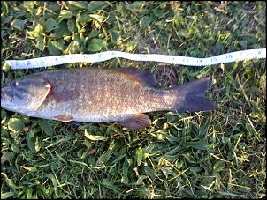 Click image for larger version

Name:	smallmouth length.jpg
Views:	228
Size:	63.2 KB
ID:	5721
