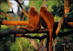 Click image for larger version

Name:	monkeys.gif
Views:	216
Size:	80.9 KB
ID:	3157