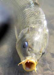 Name:  carp-face1.jpg
Views: 176
Size:  5.2 KB