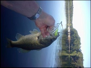 Click image for larger version

Name:	flint lake bass.jpg
Views:	614
Size:	29.5 KB
ID:	8841