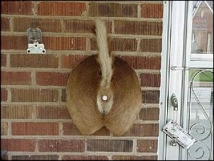 Click image for larger version

Name:	doorbell.JPG
Views:	294
Size:	100.9 KB
ID:	3214