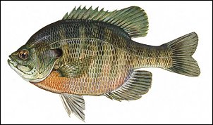 Click image for larger version

Name:	bluegill.jpg
Views:	435
Size:	37.0 KB
ID:	1554