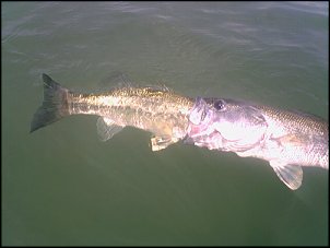 Click image for larger version

Name:	BassLargemouthStuck20060706GU.jpg
Views:	238
Size:	54.7 KB
ID:	3095