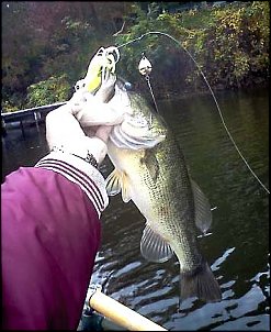 Click image for larger version

Name:	Loomis Bass Oct 2012.jpg
Views:	651
Size:	52.8 KB
ID:	8242