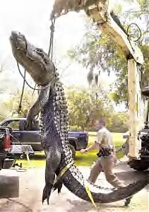 Click image for larger version

Name:	Conroe, TX Gator.jpeg
Views:	345
Size:	79.6 KB
ID:	624