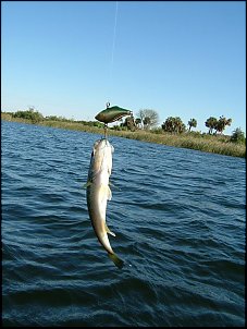 Click image for larger version

Name:	White Pelican 2-6-07 003 (Large).jpg
Views:	596
Size:	72.1 KB
ID:	1407