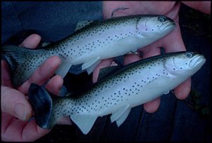 Click image for larger version

Name:	huddleston_swimbaits.jpg
Views:	456
Size:	44.9 KB
ID:	1060