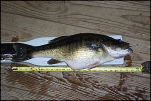 Click image for larger version

Name:	big bass 2 (Small).jpg
Views:	523
Size:	51.5 KB
ID:	884