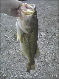 Click image for larger version

Name:	18 inch bass.jpg
Views:	320
Size:	186.9 KB
ID:	5728