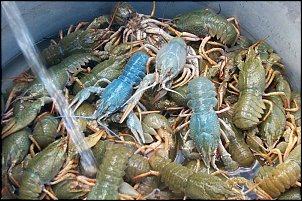 Click image for larger version

Name:	800px-Crayfish-Astacus_astacusP1002890.jpg
Views:	386
Size:	125.8 KB
ID:	1926