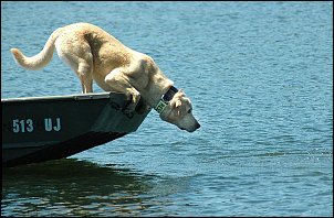 Click image for larger version

Name:	Water-Dog 1 s.jpg
Views:	351
Size:	65.4 KB
ID:	5336