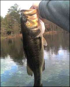 Click image for larger version

Name:	holding bass 11-20.jpg
Views:	251
Size:	28.5 KB
ID:	6000