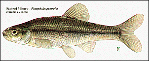 Click image for larger version

Name:	fatheadminnow.gif
Views:	523
Size:	113.3 KB
ID:	2013