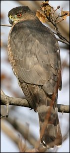 Click image for larger version

Name:	Coopers_hawk_enlarged_1.jpg
Views:	317
Size:	90.7 KB
ID:	3184