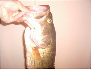 Click image for larger version

Name:	5 pound Bass 003.jpg
Views:	493
Size:	225.3 KB
ID:	1754