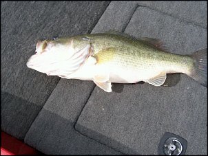 Click image for larger version

Name:	2-23-09 bigbass1.jpg
Views:	412
Size:	133.0 KB
ID:	3219