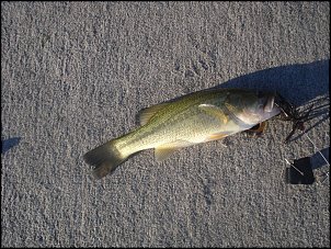 Click image for larger version

Name:	fishing 033.jpg
Views:	398
Size:	550.1 KB
ID:	2983