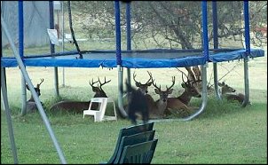 Click image for larger version

Name:	deer.jpg
Views:	380
Size:	24.9 KB
ID:	2984