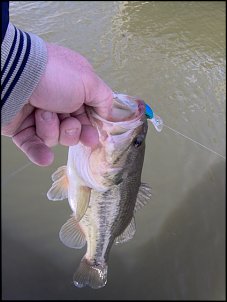 Click image for larger version

Name:	zookers bass.jpg
Views:	368
Size:	88.0 KB
ID:	3144