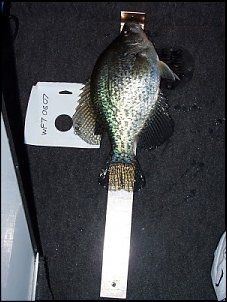 Click image for larger version

Name:	deacon14.5crappie.jpg
Views:	348
Size:	112.3 KB
ID:	1165