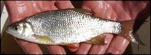 Click image for larger version

Name:	9 inch shiner.jpg
Views:	441
Size:	9.7 KB
ID:	7390