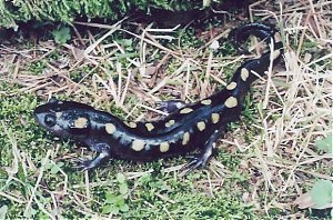 Click image for larger version

Name:	spotted-salamander.jpg
Views:	406
Size:	70.1 KB
ID:	580