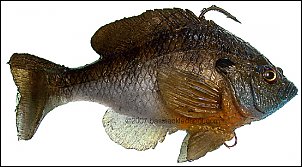 Click image for larger version

Name:	mattlures bluegill.jpg
Views:	362
Size:	161.2 KB
ID:	2084