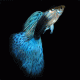 For all the newbies to get little tips and tricks with referance places for it all! Let there be guppies!