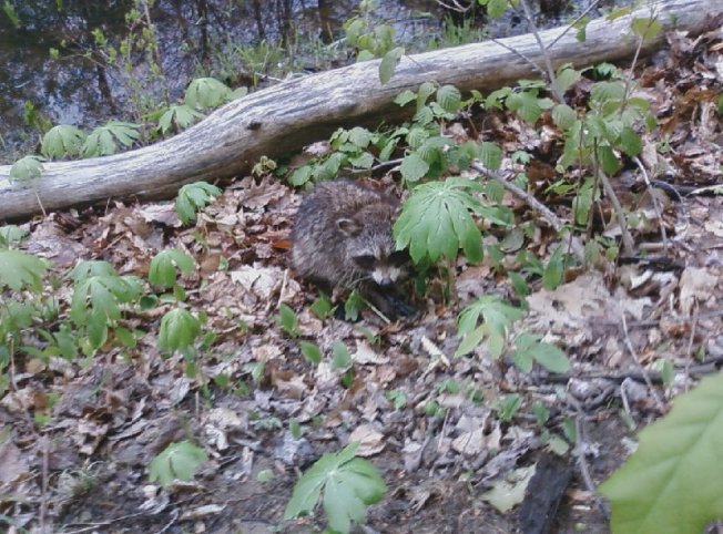 Raccoon I found, fed him a couple small bass for dinner.