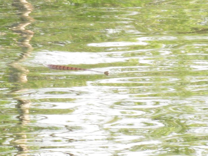 One of the 10-12 snakes we saw that weekend.