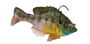 Mattlures Ultimate Bluegill