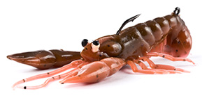 River2Sea Stand'n Yabbie