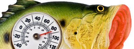 Bass Thermometer