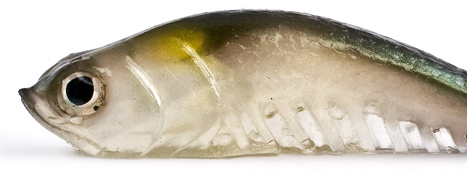 Panic Minnow Swimbait