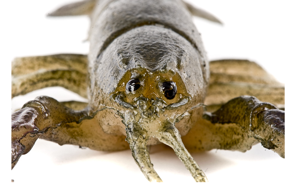 Huddle-Bug 2
