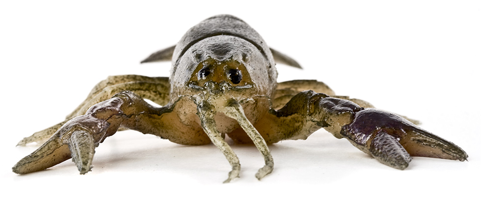 Huddle-Bug 5