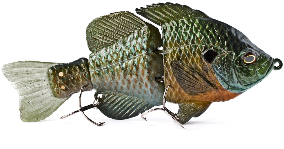 Hard Bluegill (Male) 1