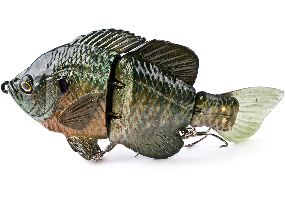Hard Bluegill (Male) 11