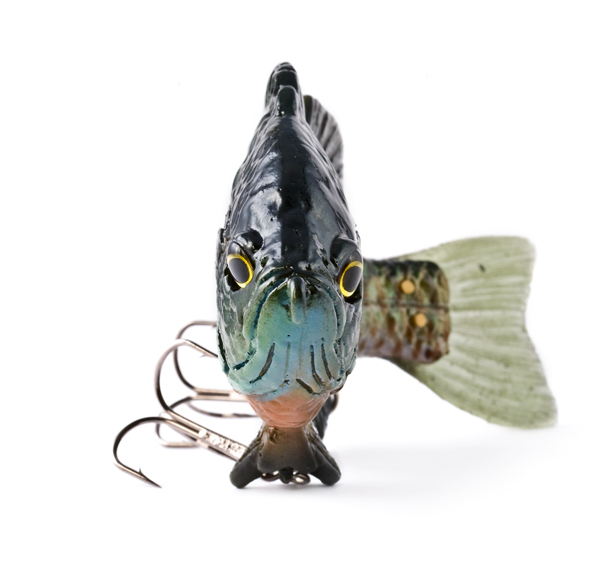 Hard Bluegill (Male) 3