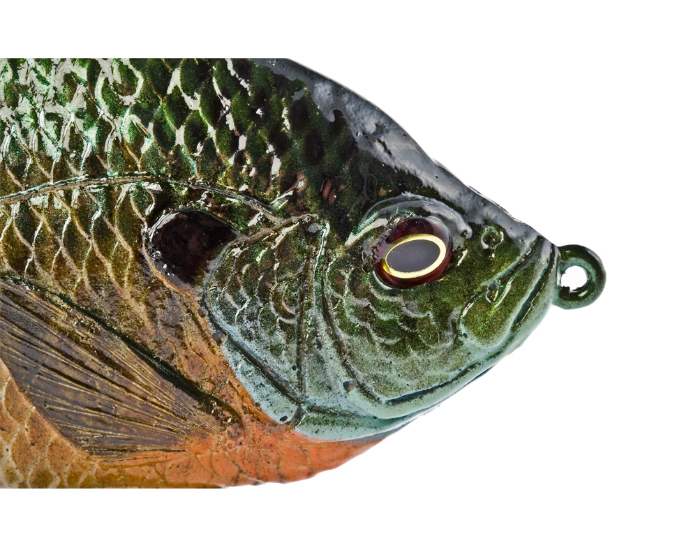 Hard Bluegill (Male) 4