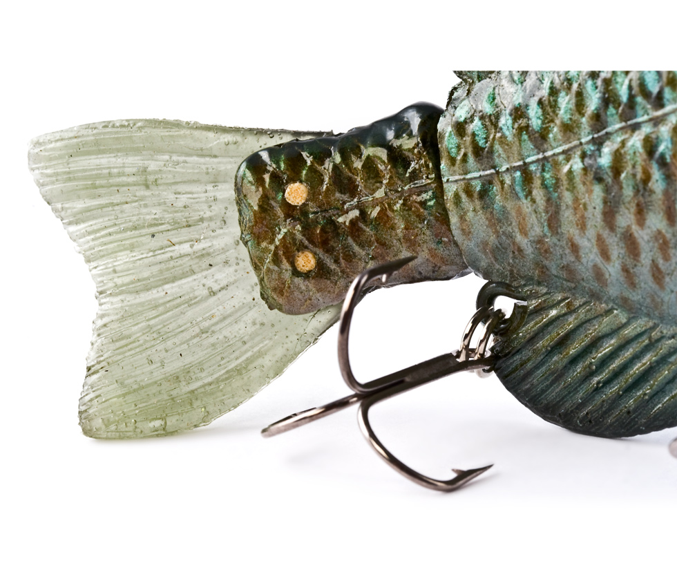 Hard Bluegill (Male) 6