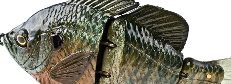 Hard Bluegill (Male)
